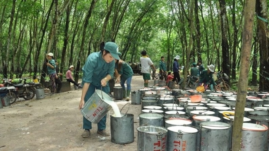 Policy push needed as Vietnam moves to grow EU rubber exports