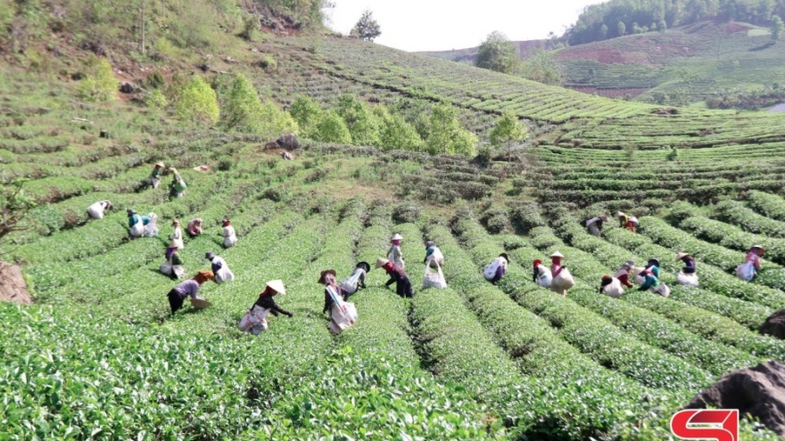 Khai thác lợi thế phát triển nông nghiệp bền vững