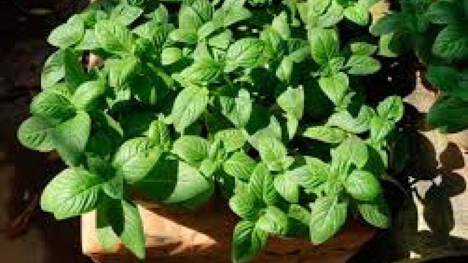 Cây dại xưa nhổ bỏ giờ nhiều người tìm mua, giá 100.000 đồng/kg