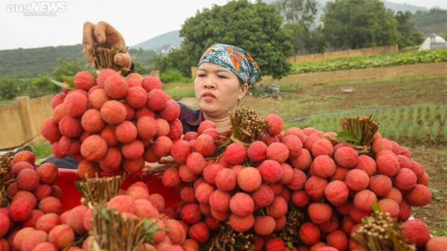 Cách chọn vải thiều ngon không phải ai cũng biết