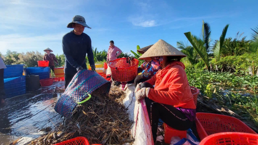 Thu nhập cao từ nuôi tôm bên ngoài đê bao ngăn mặn