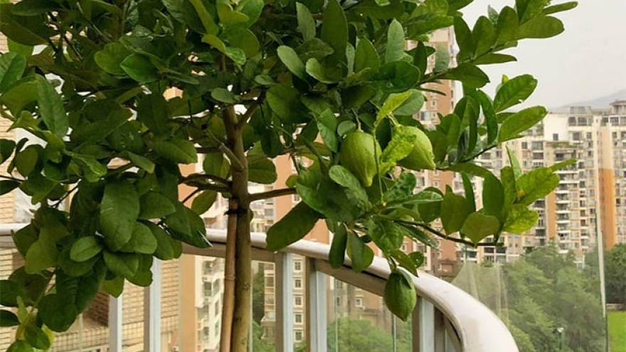 Bí quyết trồng chanh: Càng bỏ bê, quả càng sai chi chít