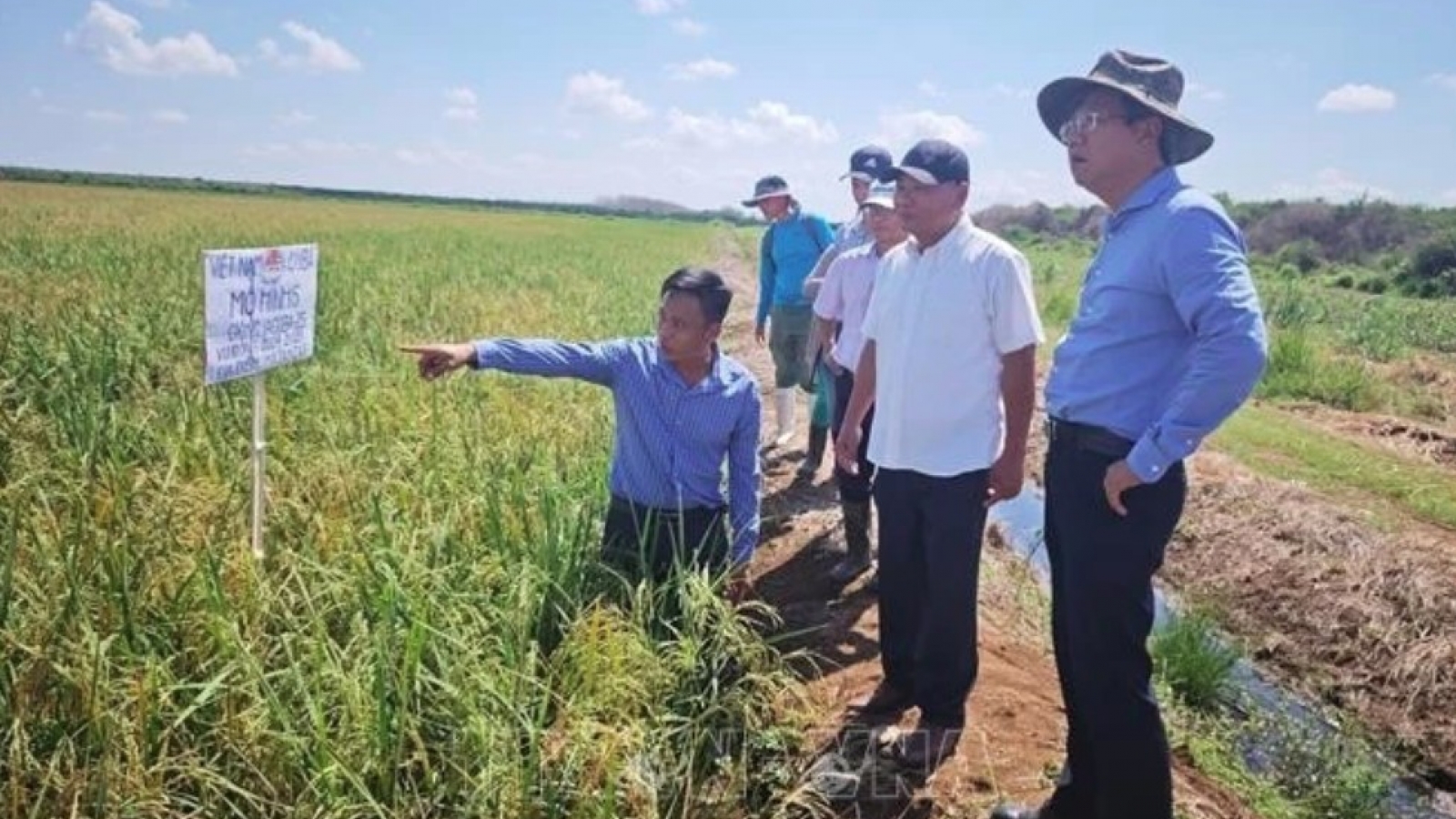 Vietnam-Cuba rice production cooperation project generates positive results
