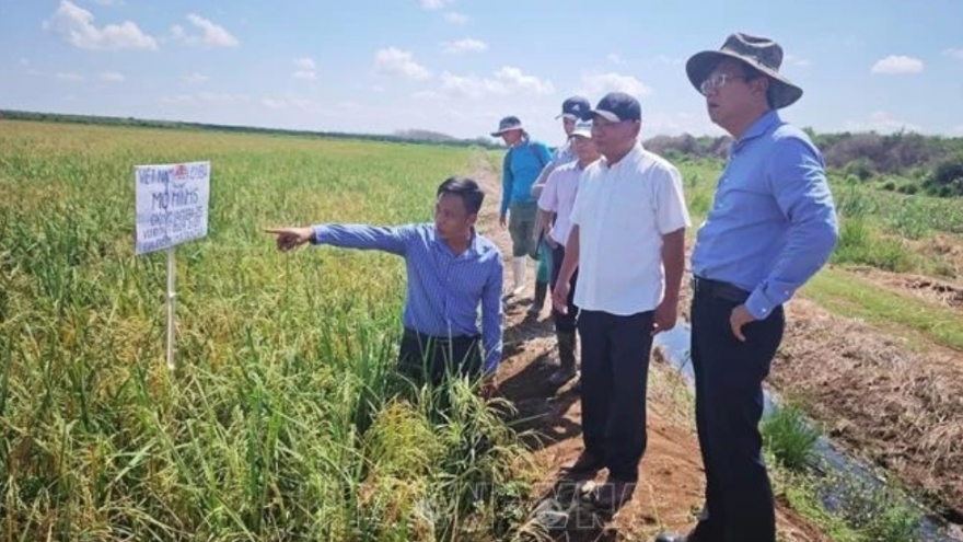 Vietnam-Cuba rice production cooperation project generates positive results