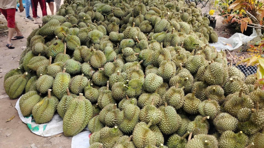 Mưa to kéo dài khiến mít, sầu riêng ở Tiền Giang rớt giá
