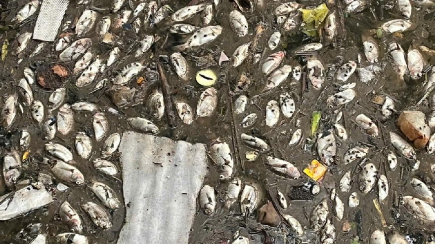 Nam Định: Cá chết phủ kín mặt kênh, người dân lo ngại ô nhiễm môi trường