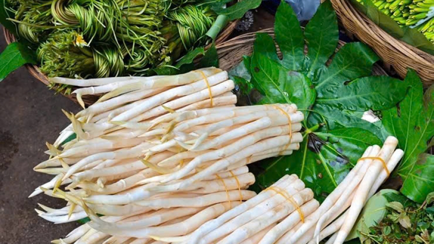 Củ ngà voi lớn nhanh như thổi, hái bán thu tiền mỏi tay