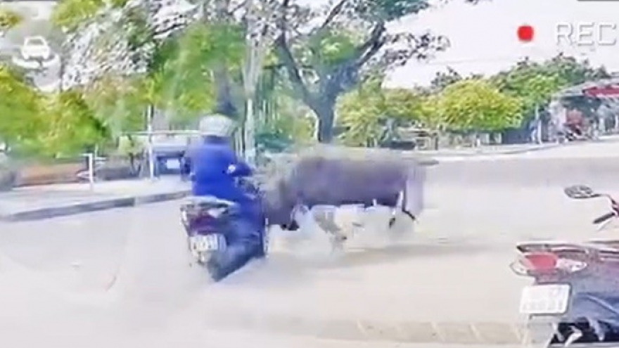 Trâu "điên" lao ra đường, húc gãy xương sườn người phụ nữ ở Thanh Hóa