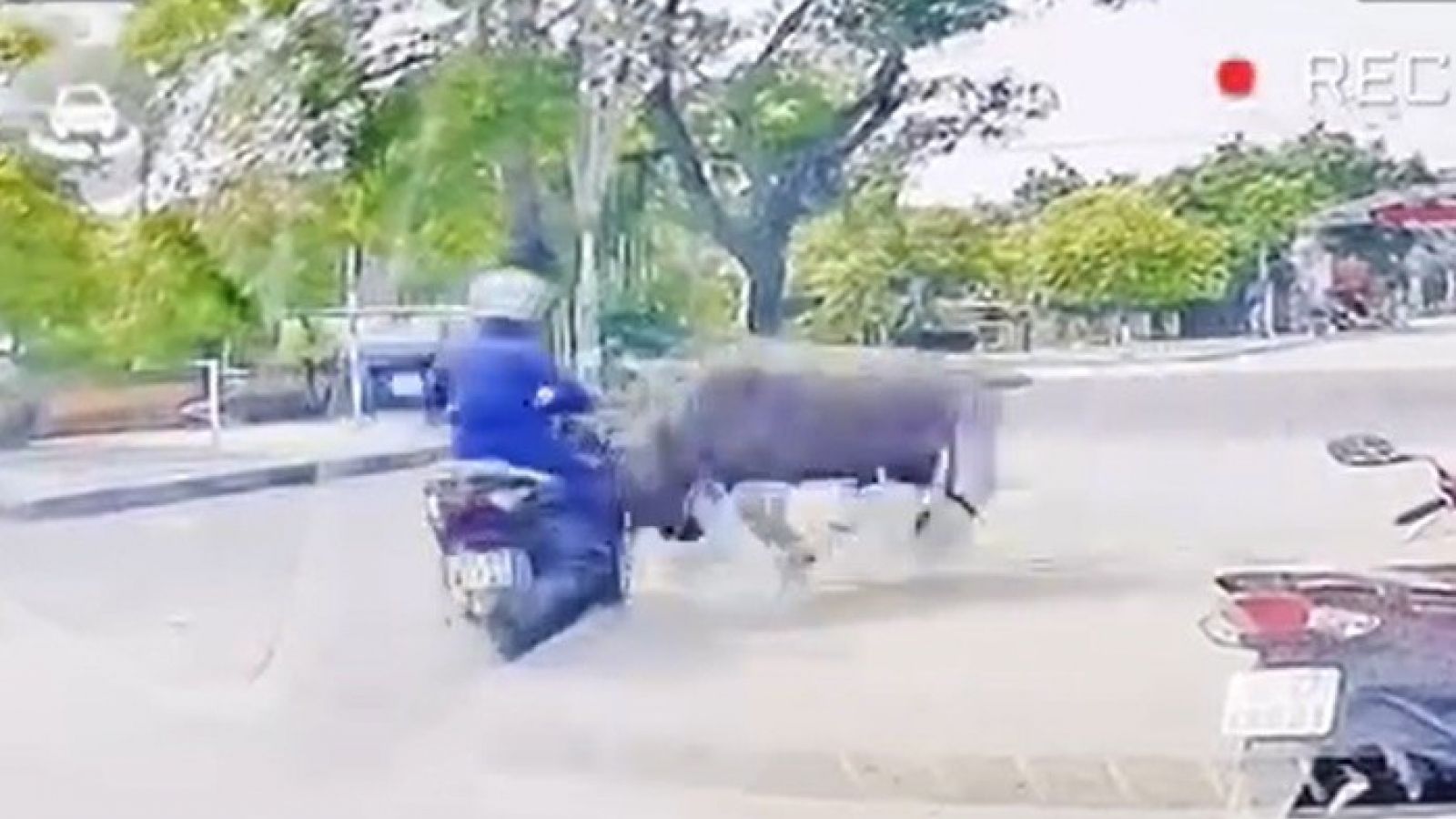 Trâu "điên" lao ra đường, húc gãy xương sườn người phụ nữ ở Thanh Hóa