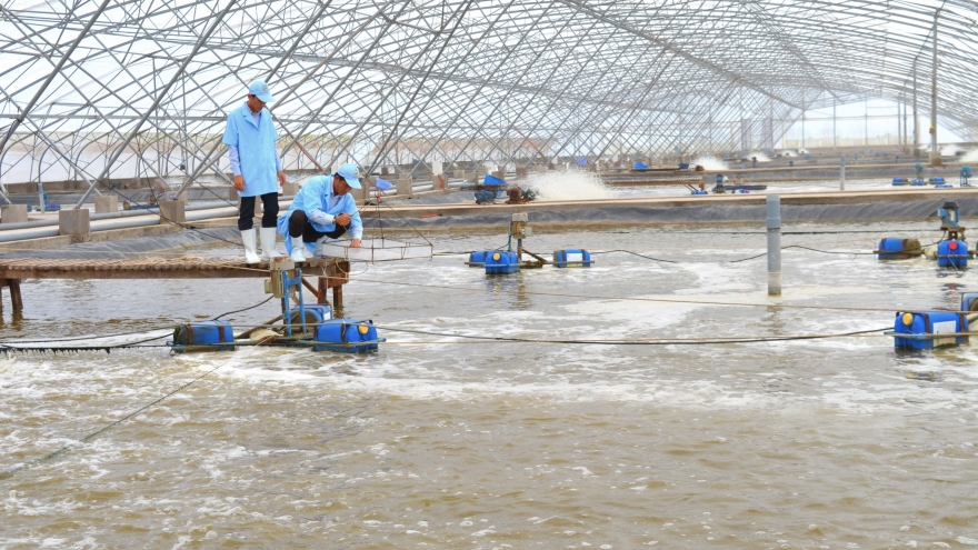 Cà Mau hướng tới phát triển đột phá ngành tôm