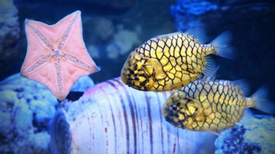 Cá hiếm mang tên một loại quả, ăn một lần nhớ mãi