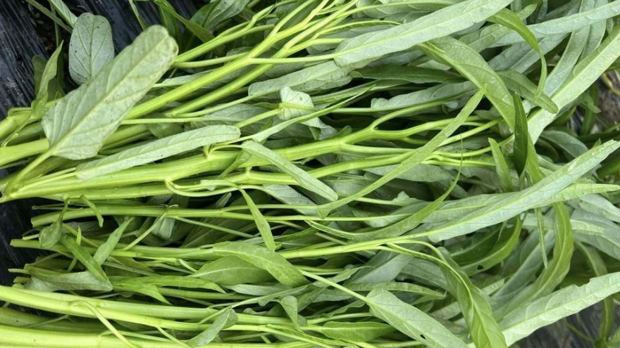 Rau muống dễ nhiễm chì, làm sao để bà nội trợ nhận biết?