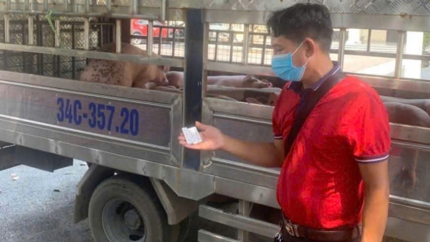 Phát hiện xe tải vận chuyển hơn 1,6 tấn lợn bệnh trên đường về Hải Phòng tiêu thụ
