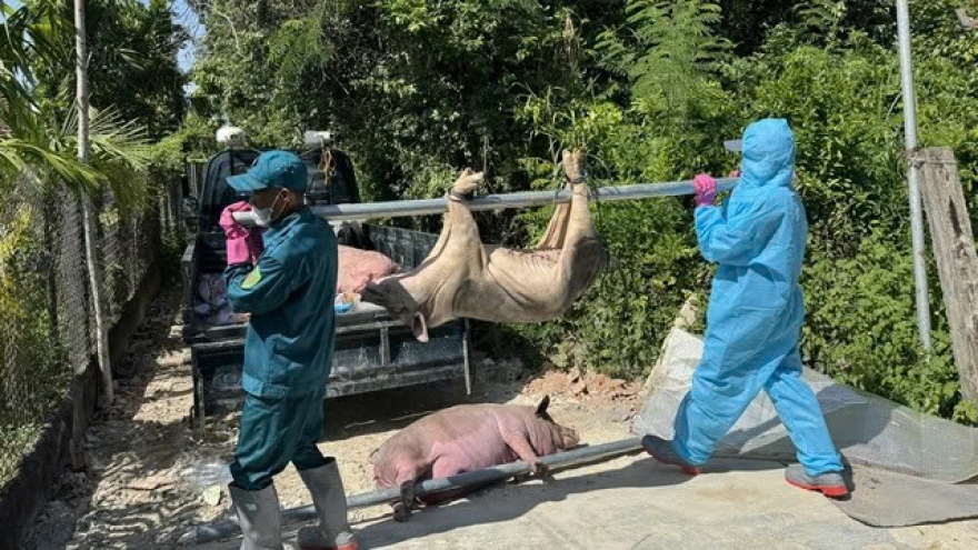 64 xã, phường bùng phát dịch tả lợn châu Phi, Phú Thọ chỉ đạo khẩn