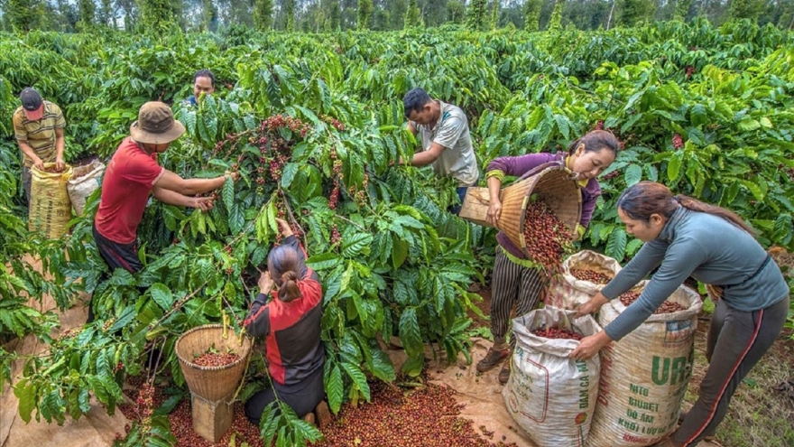 Giá cà phê hôm nay 7/7: Giá cà phê trong nước cao nhất 95.800 đồng/kg