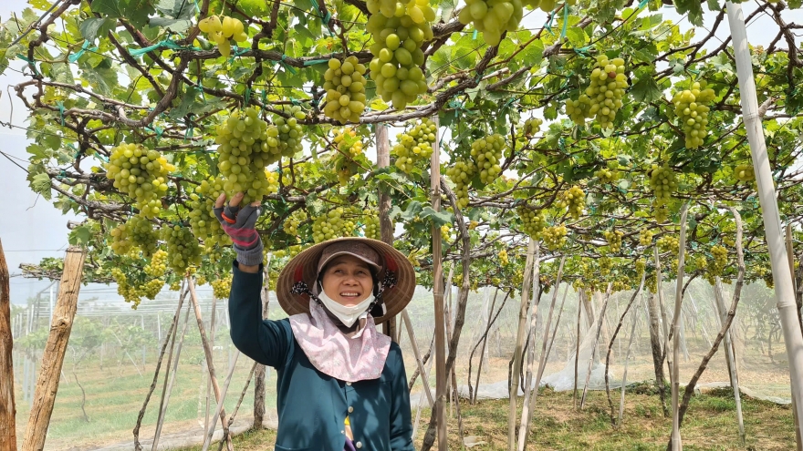 Tái cơ cấu, nâng cao giá trị cây ăn quả tại miền núi tỉnh Khánh Hòa