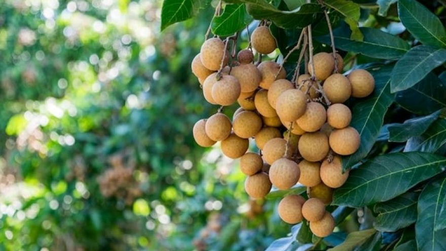 Loại quả mọng nước đang vào mùa ở Việt Nam, được ví như "thuốc bổ" cho sức khỏe