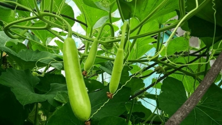 Loại quả được ví như "tiên dược mùa hè”, siêu bổ dưỡng lại không lo tăng cân