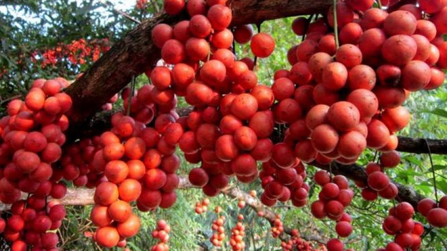 Loại quả màu đỏ rực lạ mắt, hấp dẫn du khách tứ phương