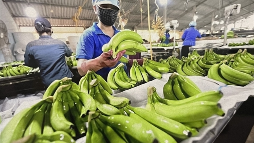 Banana exports poised to reach US$4 billion in near future