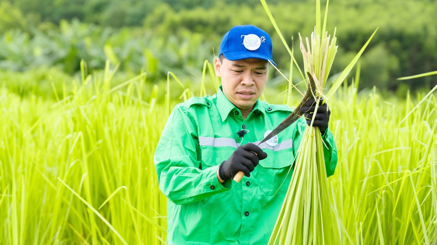 Duy Hưng, Trung Ruồi khốn đốn cắt cỏ, thu hoạch ngô dưới cái nắng 40 độ