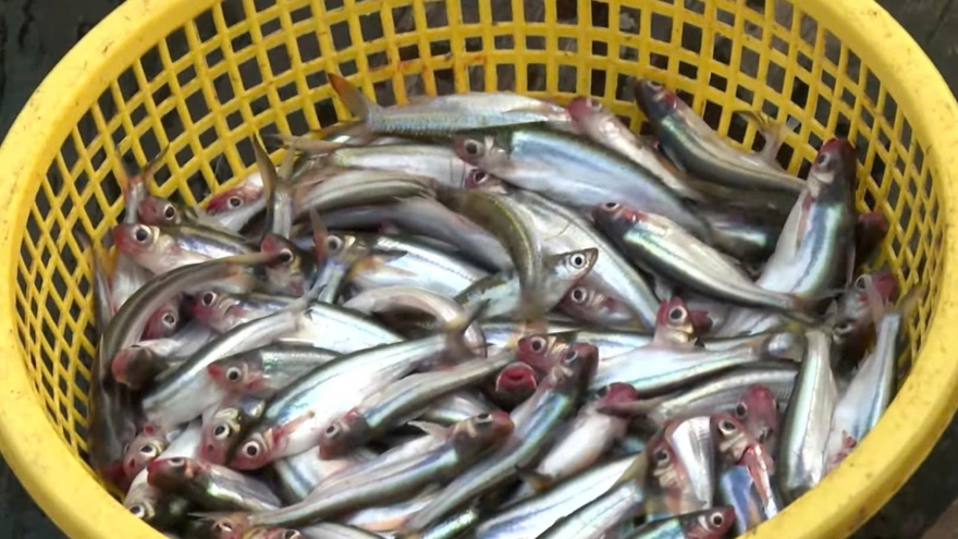 Loài cá có tên đáng sợ nhưng lại là đặc sản, giá 200.000 đồng/kg