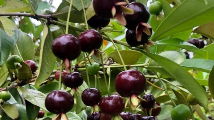 Du lịch kết hợp trang trại tại vùng cao Khánh Hòa
