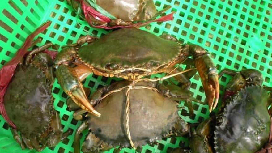 Khan nguồn cung, cua gạch loại 1 giá gần triệu đồng/kg