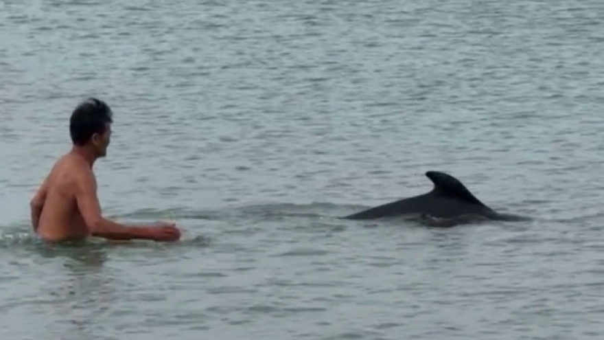Dolphins delights tourists as it swims near Cua Tung beach