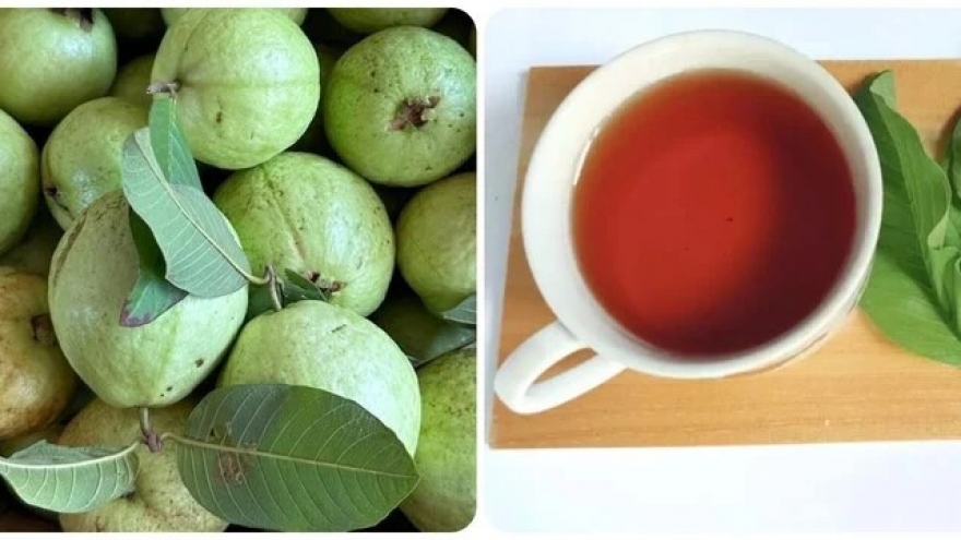Nước lá ổi nhiều tác dụng như cũng có thời điểm không nên uống