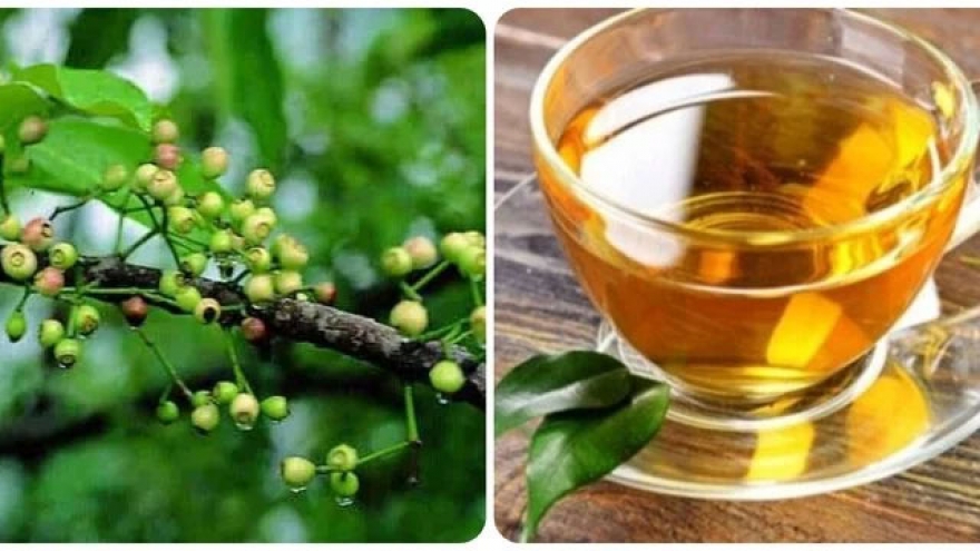 Uống nước lá vối thường xuyên có tác dụng gì?