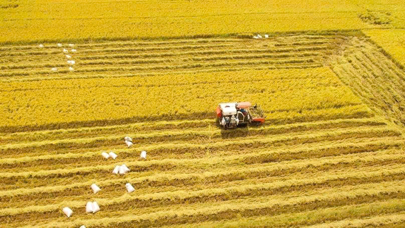 Post-merger: Mekong Delta emerges as strategic growth hub