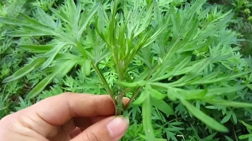 Bài thuốc từ ngải cứu