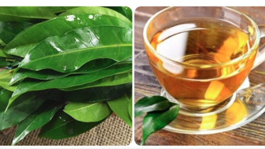 Uống nước vối có tốt cho gan, thận?