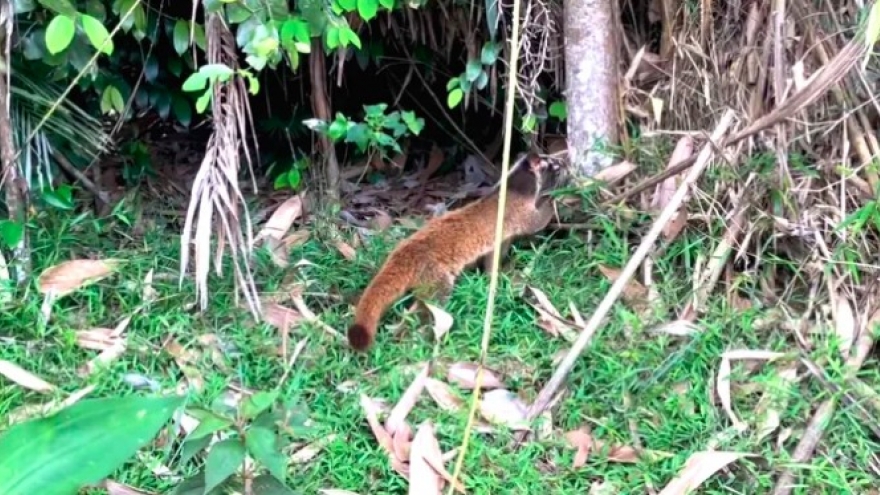 Rare masked palm civets released into protected forest in Ha Tinh