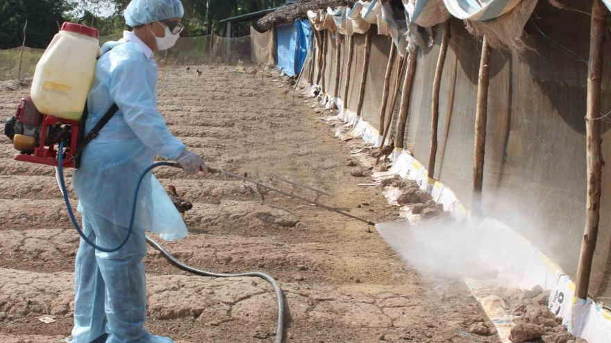 Bắc Ninh tập trung phòng, chống dịch tả lợn Châu Phi