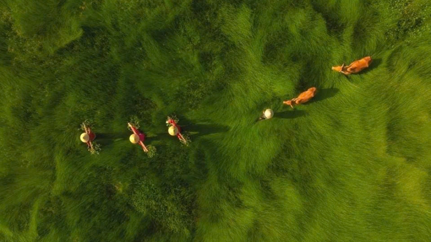 Photo of central Vietnam sedge harvest honoured at Int’l photo contest