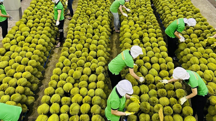 Giải pháp "cứu" xuất khẩu rau quả lao dốc