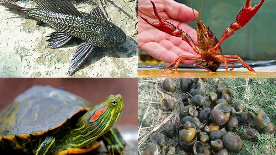 Thúc đẩy ngăn ngừa và kiểm soát các loài ngoại lai xâm hại tại Việt Nam