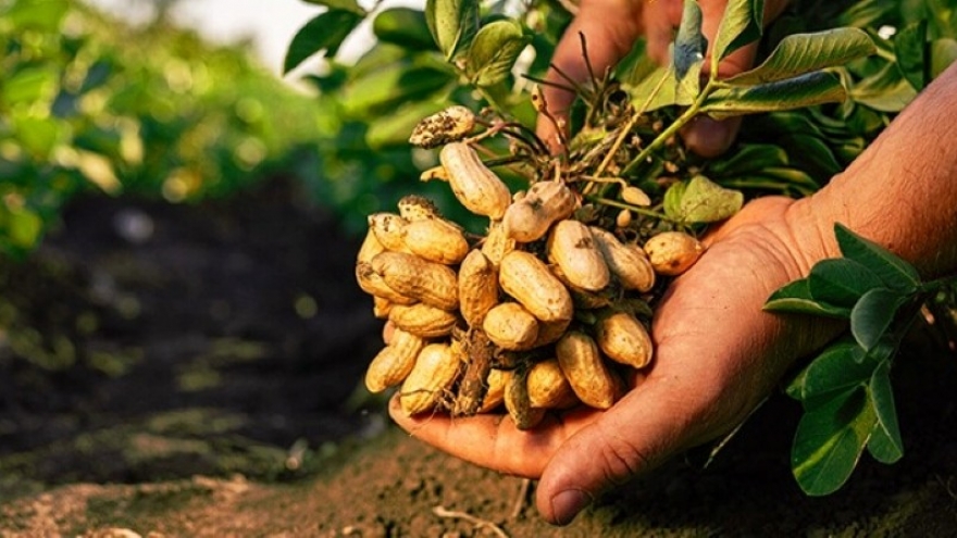 Loại quả mọc trong đất cực nhiều ở Việt Nam, bổ dưỡng chẳng kém nhân sâm tổ yến