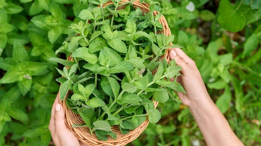 Việt Nam có loại lá vừa là gia vị vừa là "thần dược tự nhiên" tốt cho sức khỏe