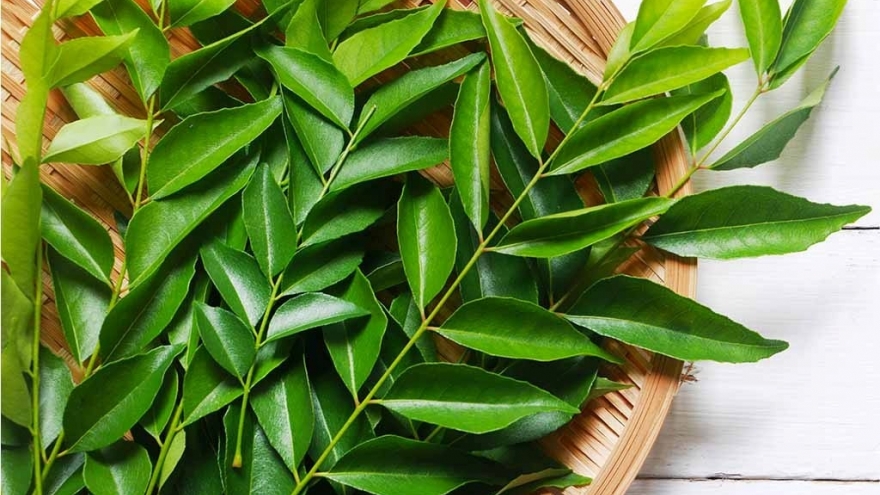 Loại lá thơm phức, tưởng chỉ để làm gia vị lại có lợi đủ đường cho sức khỏe