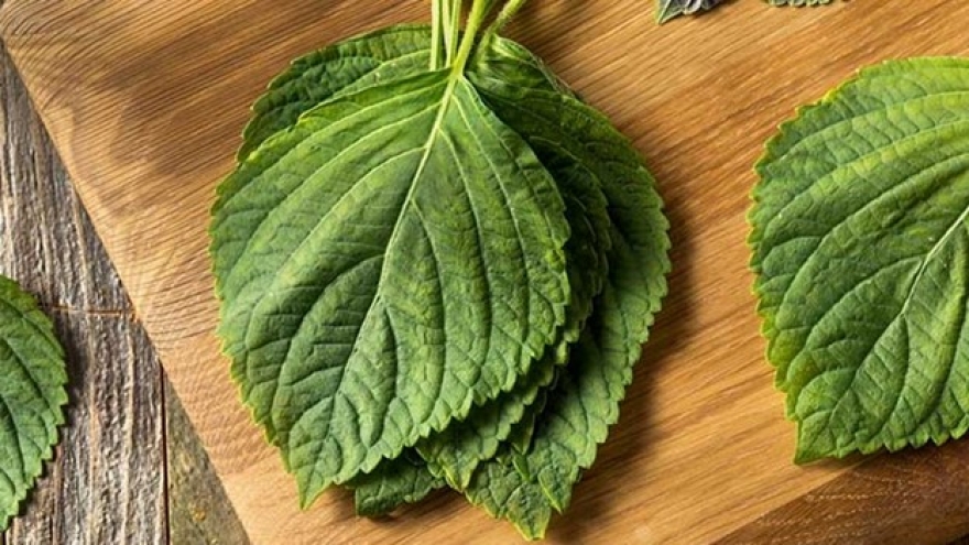 Loại rau thơm được ví như "thuốc quý" siêu bổ dưỡng, giá chỉ vài nghìn một bó