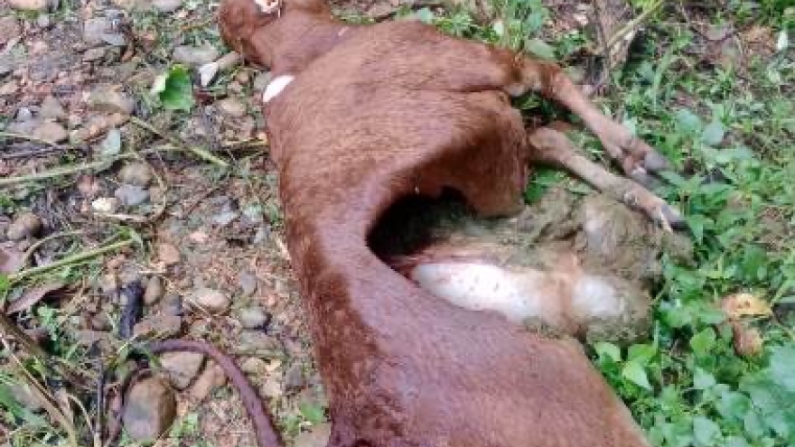 Làm rõ thông tin động vật hoang dã tấn công gia súc ở Điện Biên