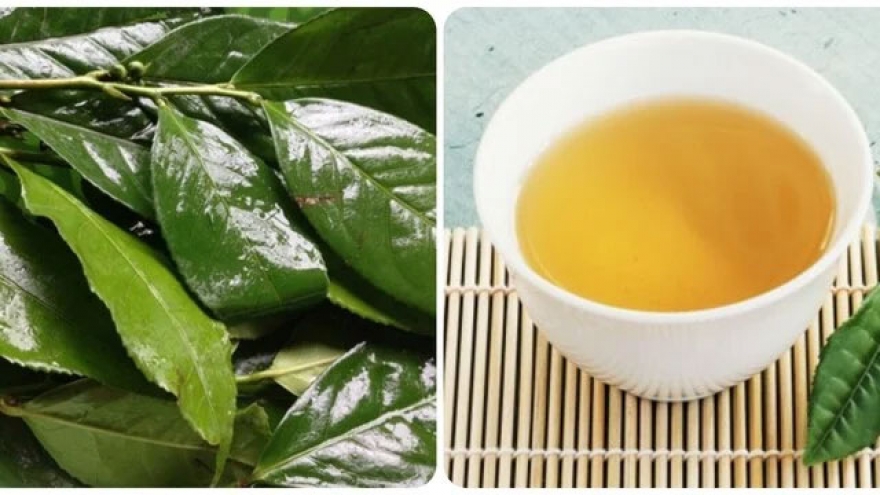 Những người nên hạn chế uống nước chè xanh