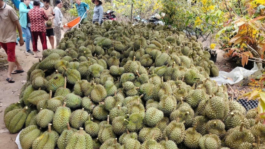 Sầu riêng, mít, chanh vẫn lao dốc, nhà vườn ở Đồng Tháp thất thu