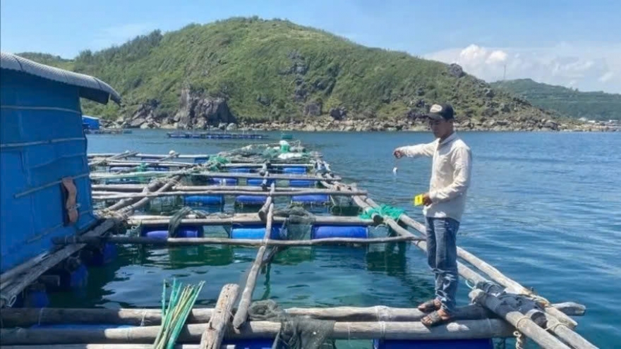 Khởi tố 4 bị can trộm cắp tôm hùm ở Đắk Lắk