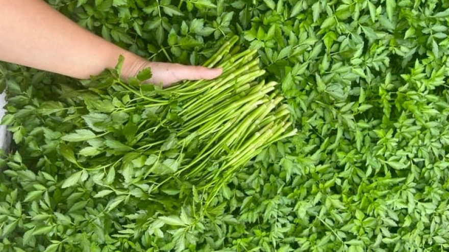 Rau nhiễm chì và kim loại năng, làm sao để nhận biết và loại bỏ?
