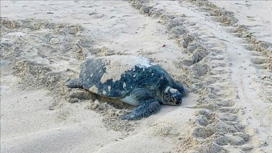 Rare sea turtle lays eggs on Lam Dong province's Hon Cau Beach