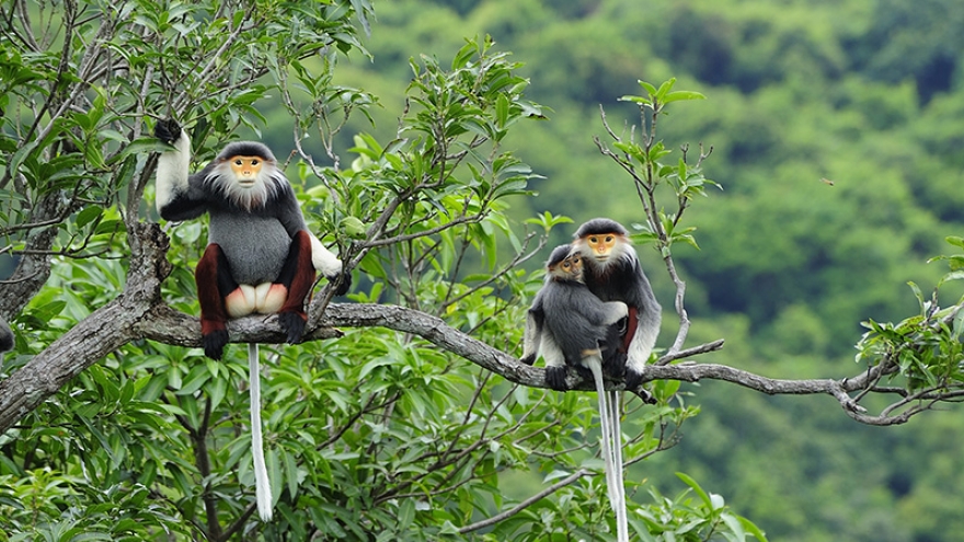 Hanoi launches regional biodiversity conservation initiative